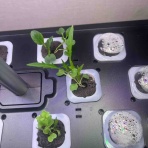 岩清水の今日は何を飲もうかな第二章