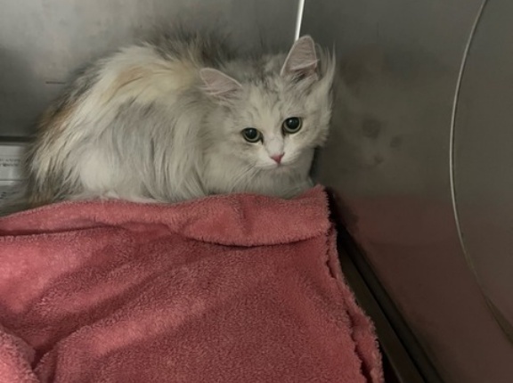 明日から猫のレスキューも始まります。