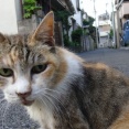 猫は眼力　20260928