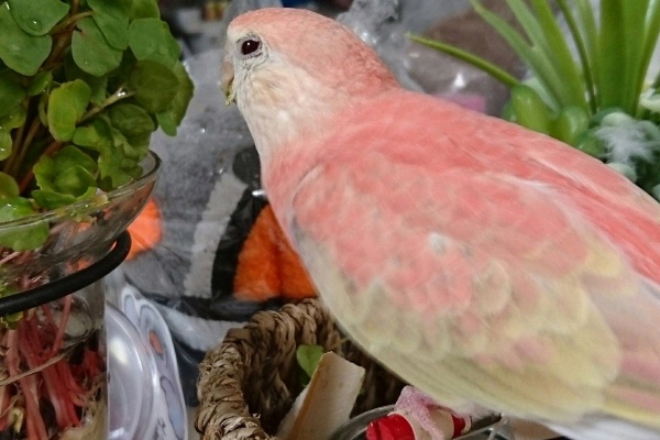 新 神様からの預かり物 うちのアキクサインコ達他 セキセイインコ