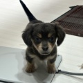 チワックスの男の子🐶