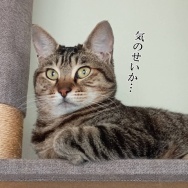 娘の夏休みはまだ始まっていない。と、キラキラリンなしずく作りました。
