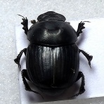 むしむしブログ