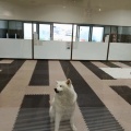 秋田犬の里ふたたび(2026.7)