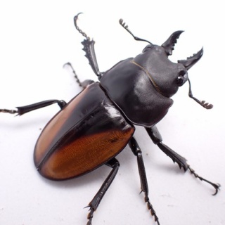 クワガタ備忘録