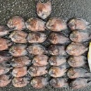日いちゃんが食べたの？過ぎ世現世紡ぐ糸MM717