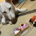 岩手のホタルちゃん１歳になりました～