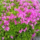 明日23日練習会です