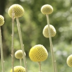 ヒロシマの視線