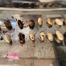 クレステッドゲッコーの孵化率(初年度)