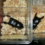 昆虫ショップGHOST（ゴースト）