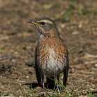 『投稿：珍鳥ハチジョウツグミ　2025/03/17』の画像