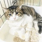 保護猫さんの徒然日記