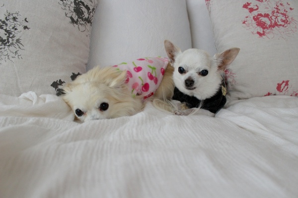 P House ぷく Powered By ライブドアブログ