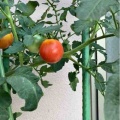 🥒収穫祭🍅