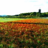 『2025.9 幻想的な備中国分寺と赤米風景 / 岡山県総社市上林』の画像