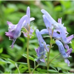 おとめちっくな夢もよう