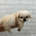 ☆新入荷ワンちゃんのご紹介☆