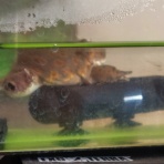 迷カエルコハウス🐸