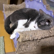 ネネがいないと思っていたら・・・