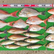 2026年4月13日　釣果