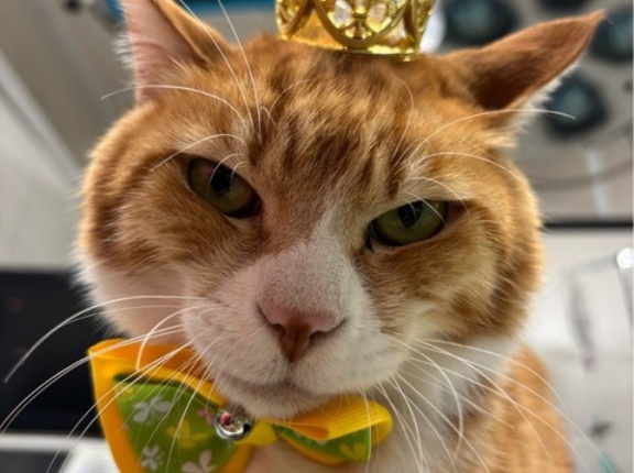 チャトです、今日は王様になりました👑