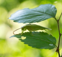 移りつつ