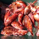 3月20日（金）晴　今日の釣果☆☆☆