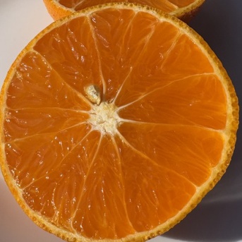 愛果48号をお取り寄せ　（愛媛県）