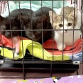 ねこの譲渡会 《7月13日(日)》