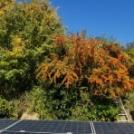 FIRE　夢だらけ夢まみれ