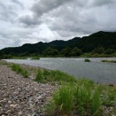 九頭竜川の鮎Day-1　2025-1