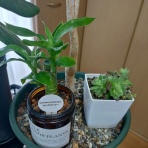 縁側でお茶でも飲もう会