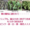 チューリップの球根600球 記録No.3