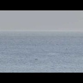 ５月３１日（日）外ヶ浜