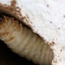 タイワンオオクワガタ南投縣　前蛹