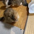 初めてのカナブン