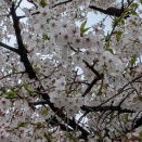 Geminiに教わるフェリー事情