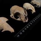 イエネコペットの起源説？