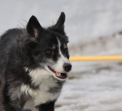 【犬のいる幸せ】笑顔がいっぱい！春のような明るい休日♪
