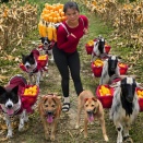 The Goat We Rescued Helped Us Harvest Corn
