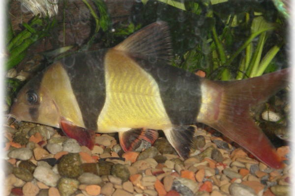 やってみっか 淡水魚