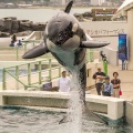 シャチ