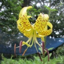 対馬黄金オニユリ開花