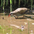 野鳥クイナを撮る🪿📸（多々良沼公園）