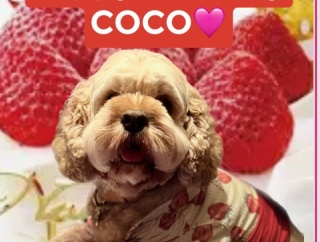 ココちゃんhappy birthday❤️ゲストは犬好きのデビィ夫人😆