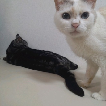 実物のﾈｺﾁｬﾝたちセカンド155