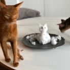 猫だるまちゃんとニャンコ