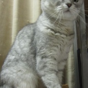 医療講演会に参加して猫と自分の病気予防について考える