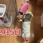 ガオだらけな日々　